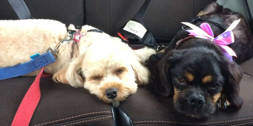 Dog car harness and restraints the best pet seat belts CarsGuide