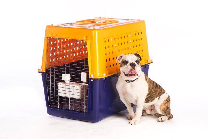 Dog Crates Cages and Boxes for Travel Car Advice CarsGuide