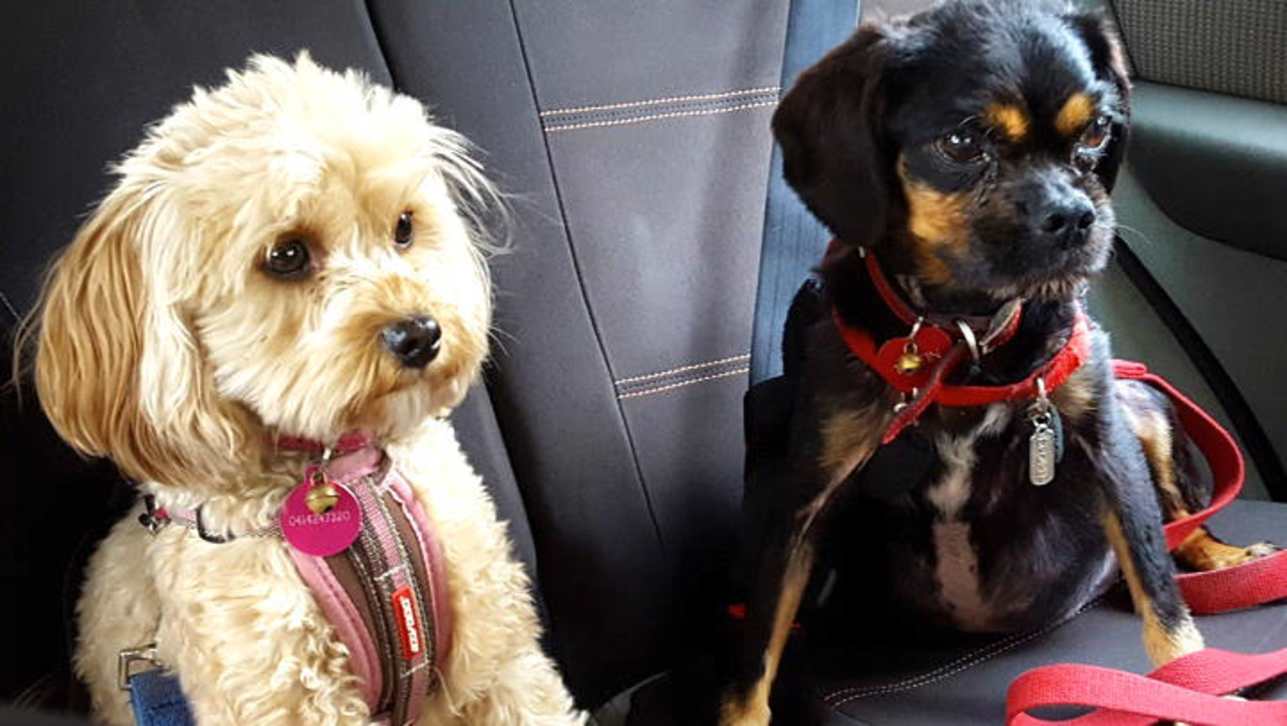Top four cars for dog owners CarsGuide
