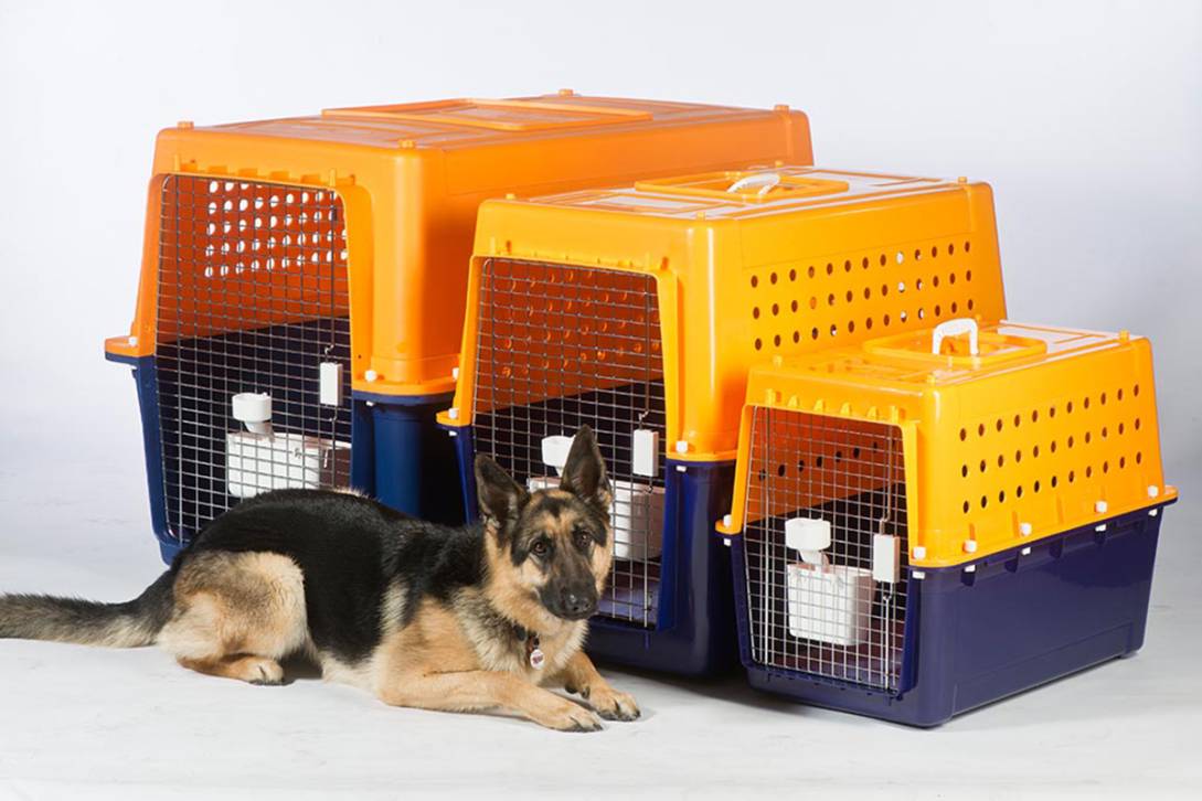 Pig dog cages for utes outlet