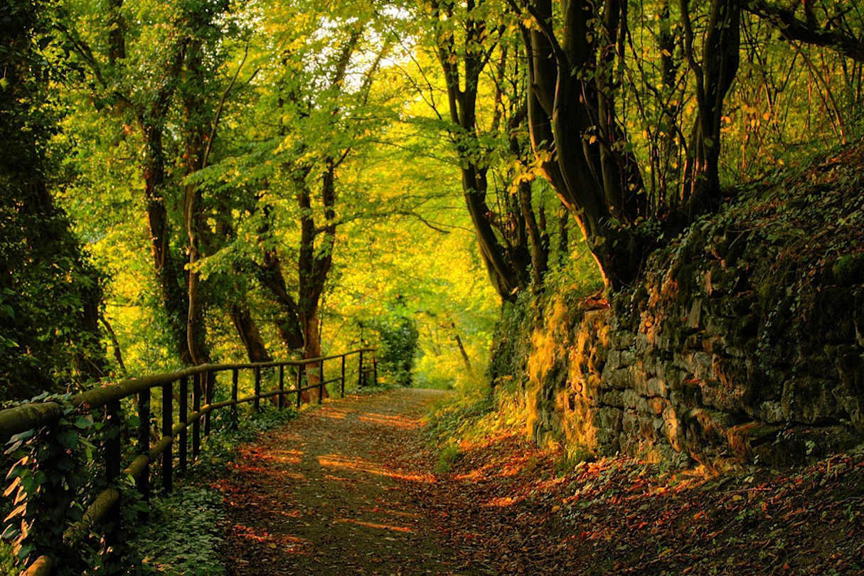 Take a guided tour through the rainforest walk where you are likely to see wallabies, gliders and colourful birds before heading down the road to Maleny.