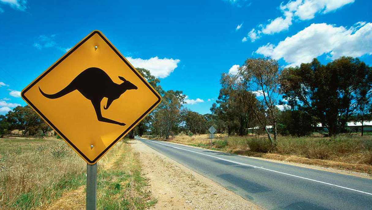 Kangaroo warning road sign