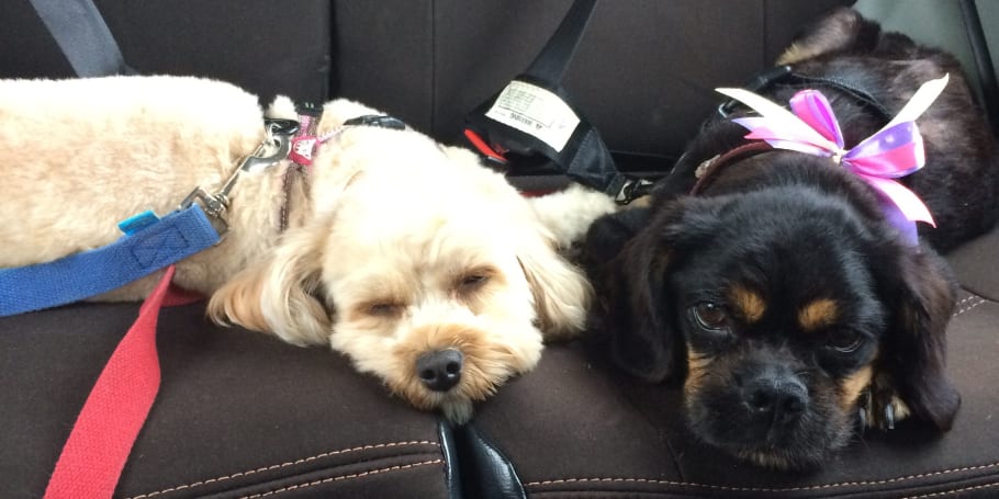 Best dog shop car harness australia