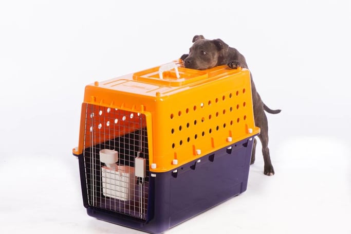 Pig dog online cages for utes