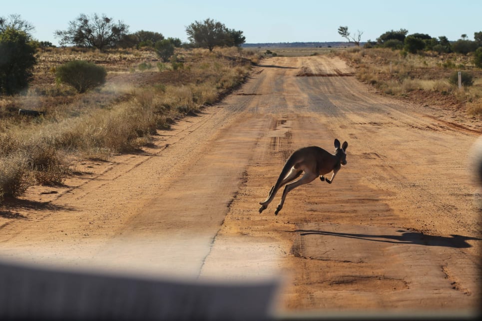 A close encounter or seven with thick-headed kangaroos did highlight the lack of a bullbar on our car.