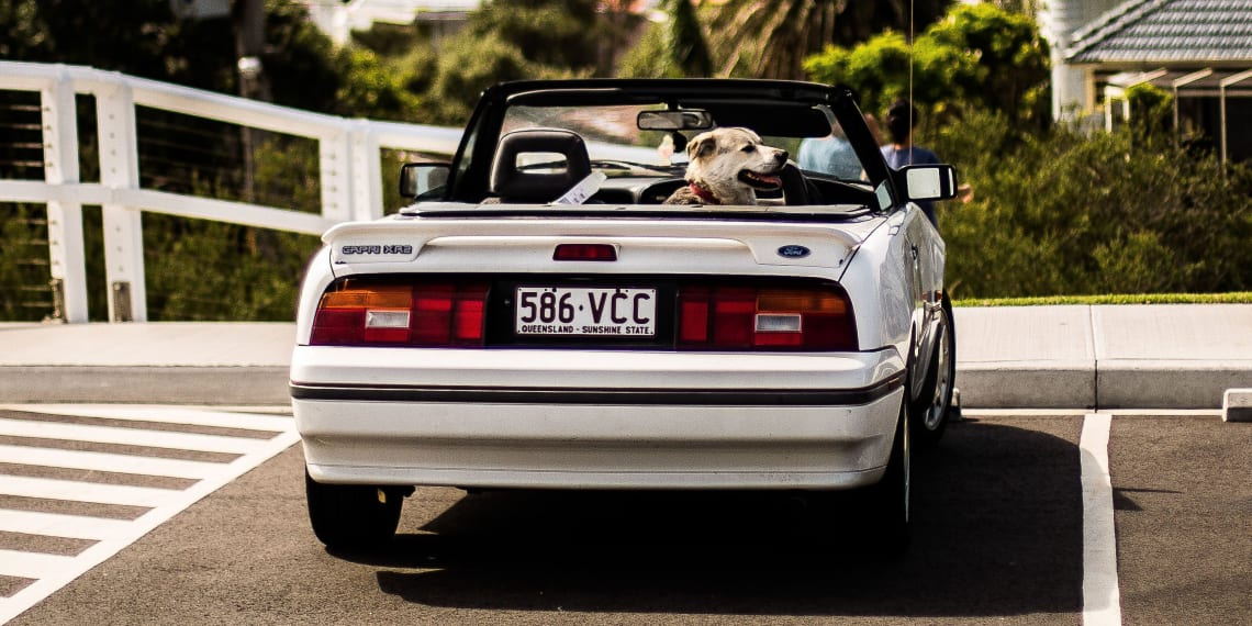 Dog harness for convertible car outlet