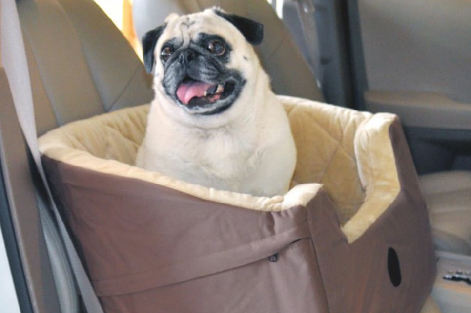 For smaller dogs, soft-sided box-style seats are a good option, especially if your dog is happy to stay put in one place. (image credit: petsmart.com)