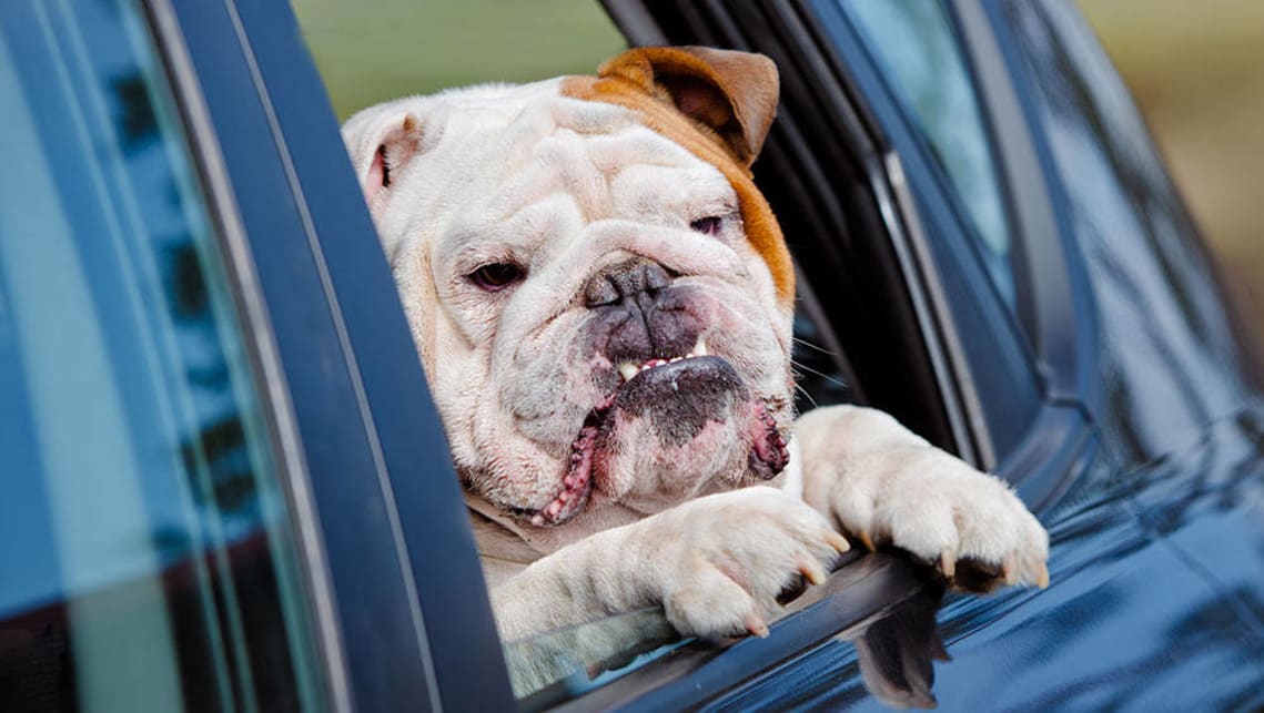 There are very few things in life less pleasant than riding with a car-sick dog. Worse still, dogs are unlikely to ask you to pull over first. They're very inconsiderate like that.